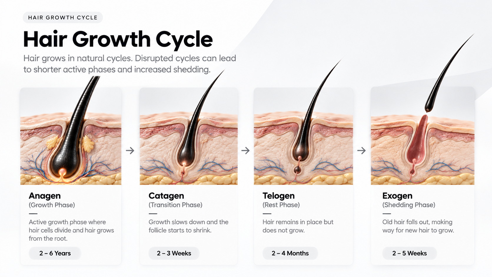 Hair Growth Cycle